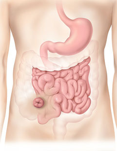 abdomen
