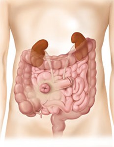 abdomen