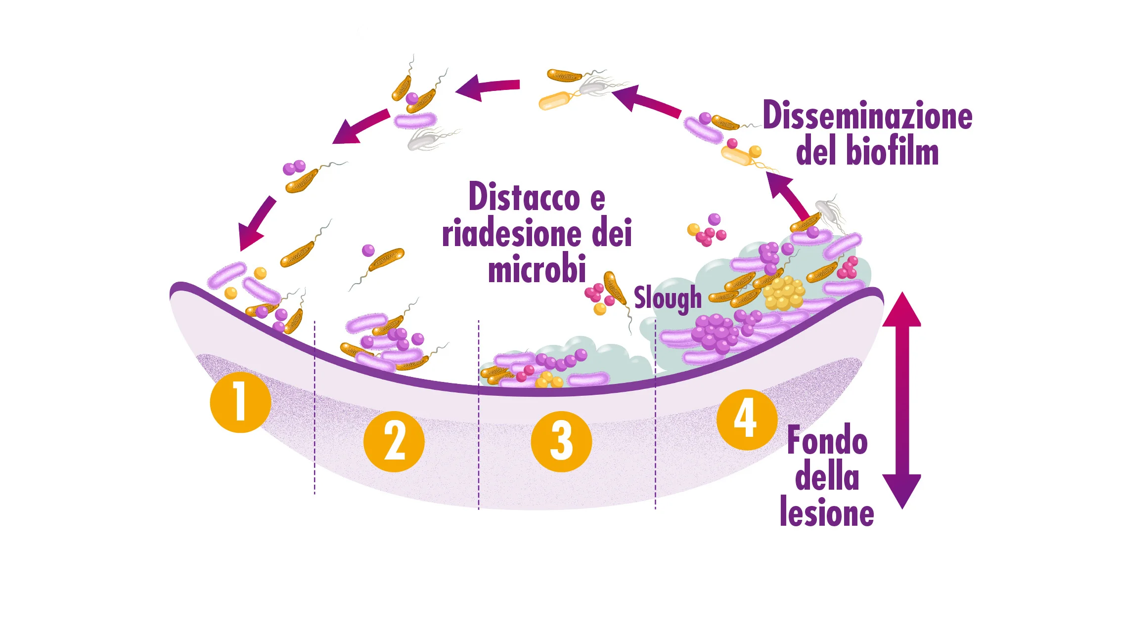 diagramma