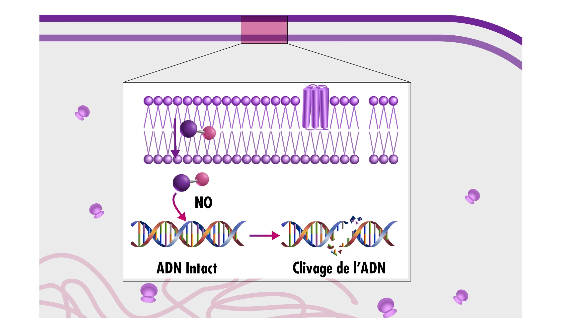 diagramme