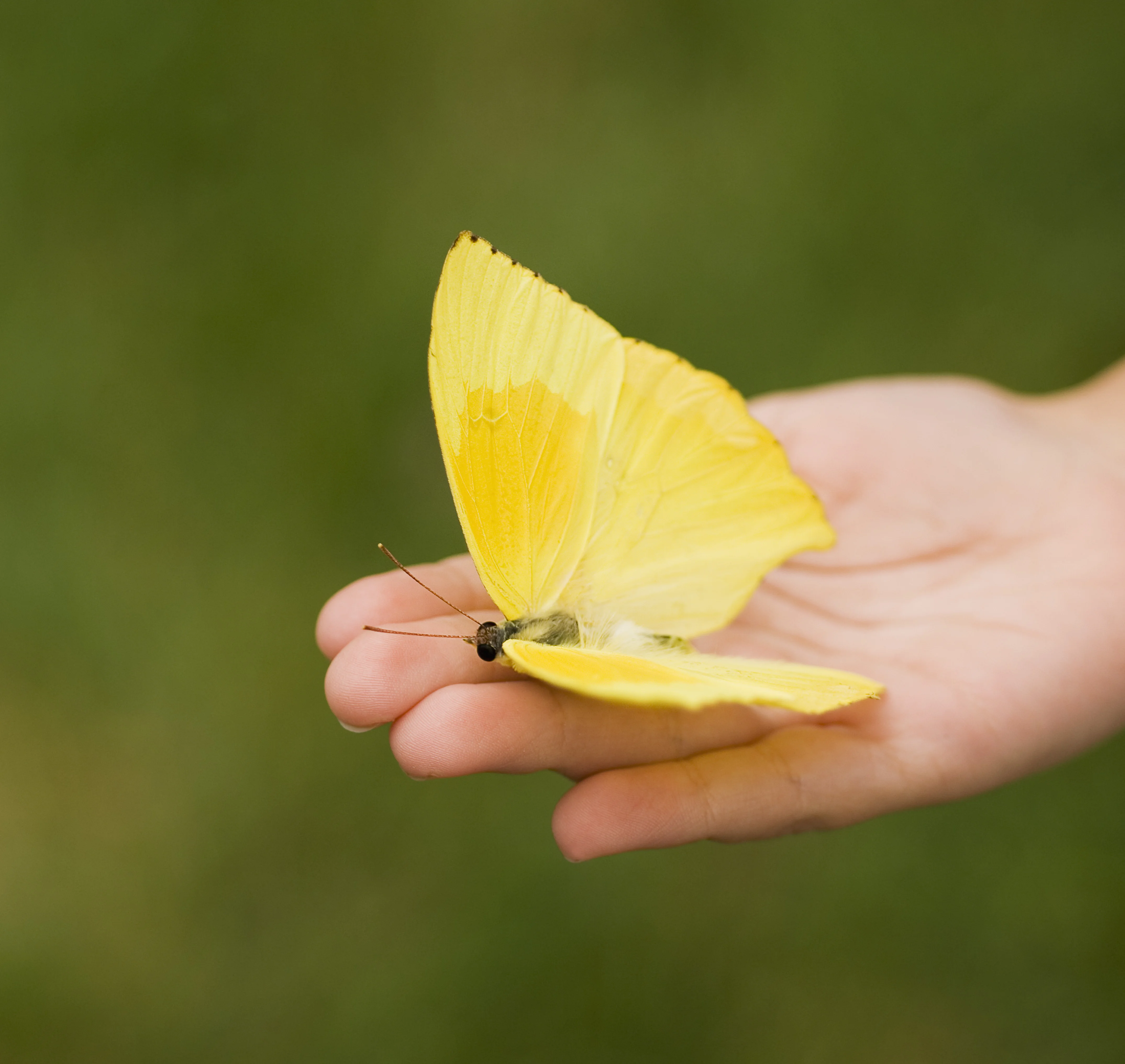 una persona sosteniendo un insecto pequeño
