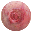 Flush Stoma